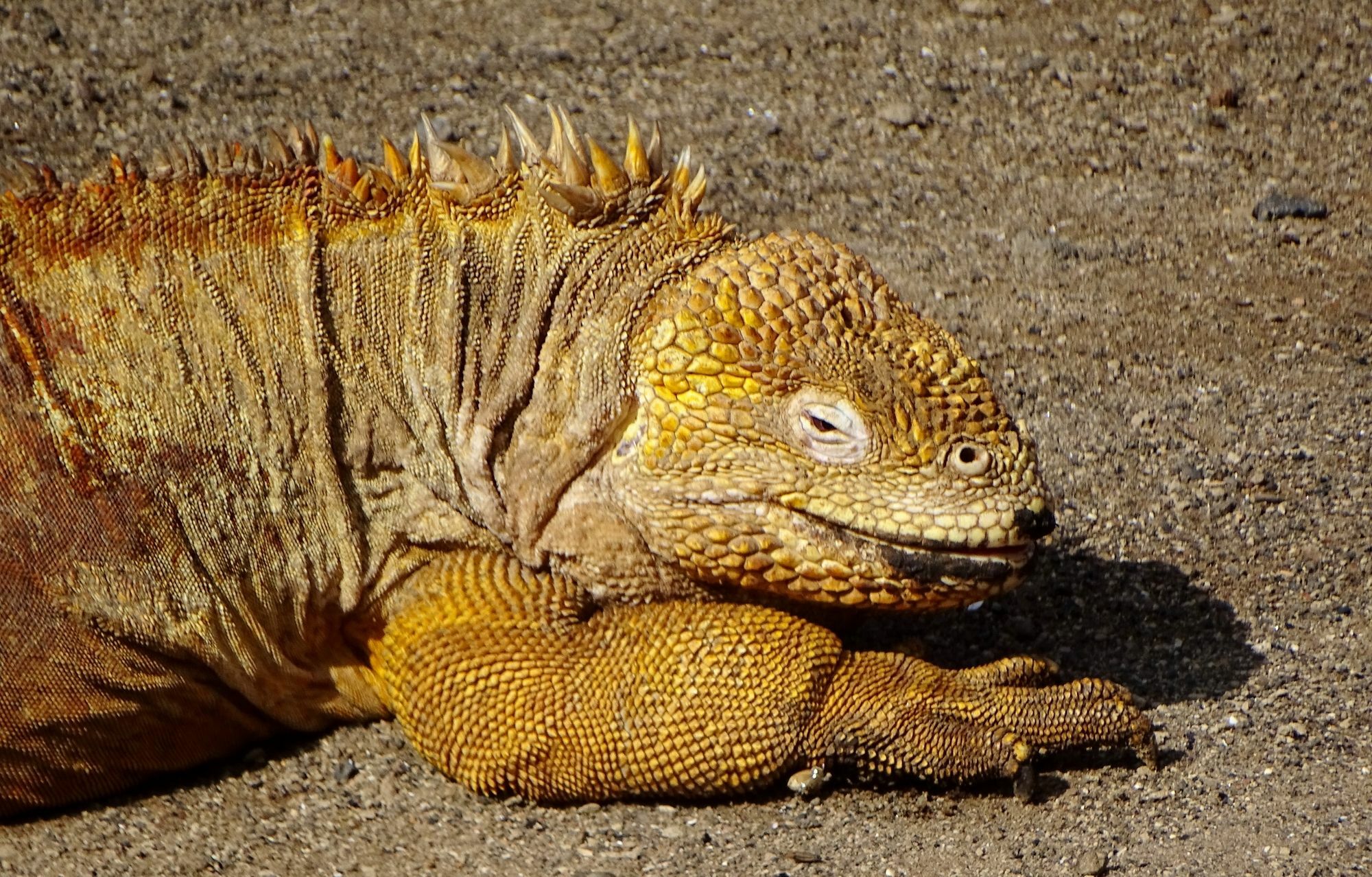 Galapagos Chalet Puerto Ayora  Εξωτερικό φωτογραφία