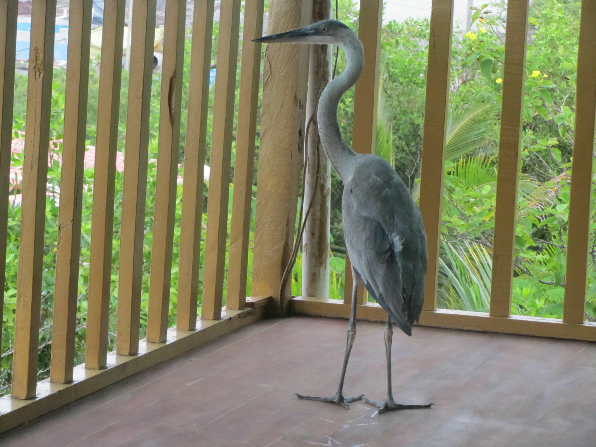 Galapagos Chalet Puerto Ayora  Εξωτερικό φωτογραφία